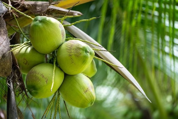 About Ene Coconut Products
